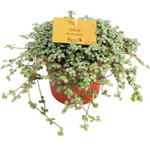 Pilea Glauca kamerplant in een pot