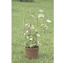 FLORASELF® Plantenhouder kunststof, 77 x 36 cm