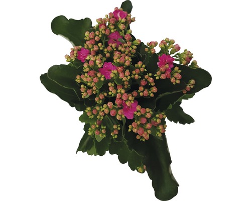 Kalanchoë plant met bloemen en bladeren