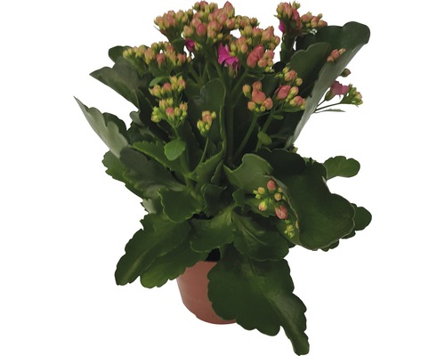 FLORASELF Kalanchoë Calandiva Rosa potmaat Ø 12 cm H 20-25 cm