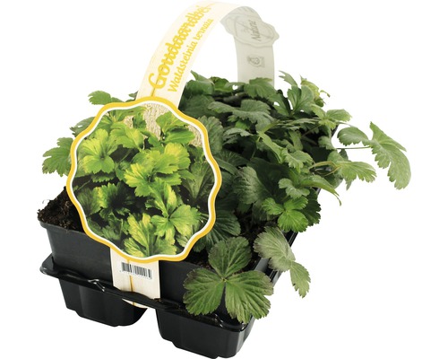 Waldsteinia ternata in pot