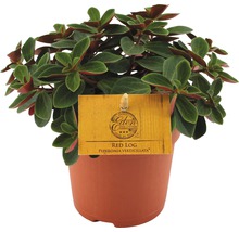 FLORASELF Peperomia Peperomia verticillata 'Red Log' potmaat Ø 10.5 cm H 15-17 cm