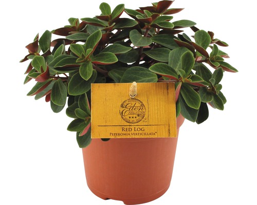 FLORASELF Peperomia Peperomia verticillata 'Red Log' potmaat Ø 10.5 cm H 15-17 cm Peperomia verticillata Red Log in pot met Eden Collection label