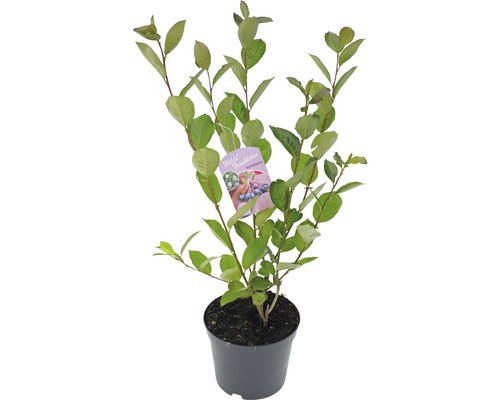 Appelbes in pot met bladeren en een etiket.