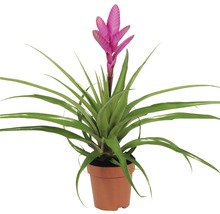 Guzmania kamerplant in pot