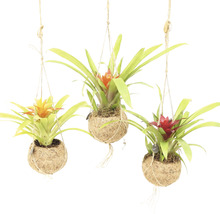 FLORASELF Kokodama Hanger Bromelia Mix potmaat Ø 12 cm H 25-30 cm