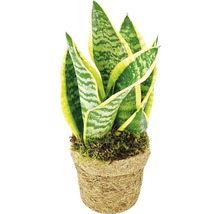 FLORASELF Kokodama sanseveria laurentii Ø13 cm H30 cm