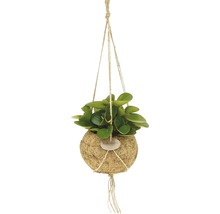 FLORASELF Kokodama peperomia optipan Ø15 cm H30 cm