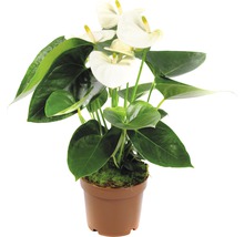 Anthurium in pot met witte bloemen