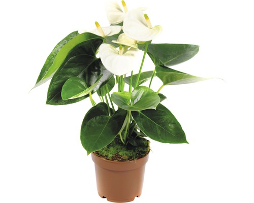 FLORASELF Flamingoplant Sierra Anthurium Sierra wit potmaat Ø 17 cm H 55 cm Anthurium in pot met witte bloemen