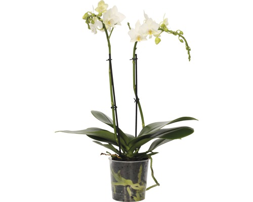FLORASEF Vlinderorchidee wit Phalaenopsis-Cultivars potmaat Ø 9 cm H 30-40 cm Witte orchidee in pot