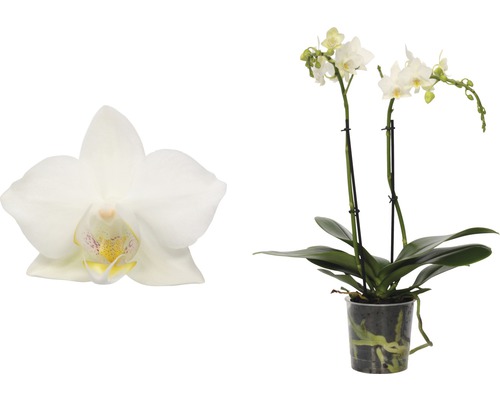 Witte orchidee in pot