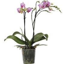 FLORASELF Orchidee Phalaenopsis-Cultivars Multiflower Rosa potmaat Ø 9 cm H 30-40 cm-thumb-1