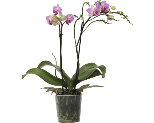 Orchidee in een doorzichtige pot