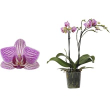 FLORASELF Orchidee Phalaenopsis-Cultivars Multiflower Rosa potmaat Ø 9 cm H 30-40 cm-thumb-0