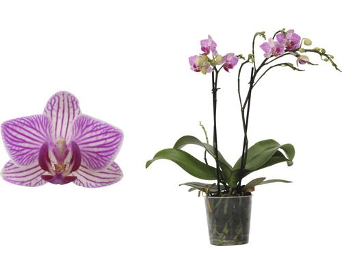 FLORASELF Orchidee Phalaenopsis-Cultivars Multiflower Rosa potmaat Ø 9 cm H 30-40 cm-0