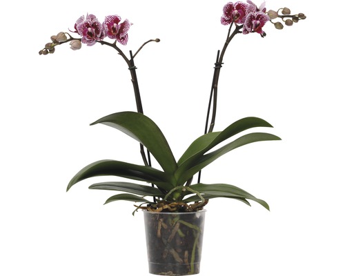 Orchidee in pot met bloemen met motief