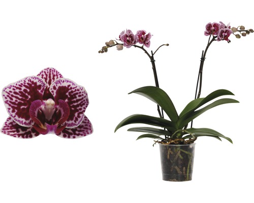 FLORASELF Vlinderorchidee Phalaenopsis-Cultivars Multiflower potmaat Ø 9 cm H 30-40 cm