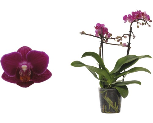 Phalaenopsis orchidee met bloem in pot