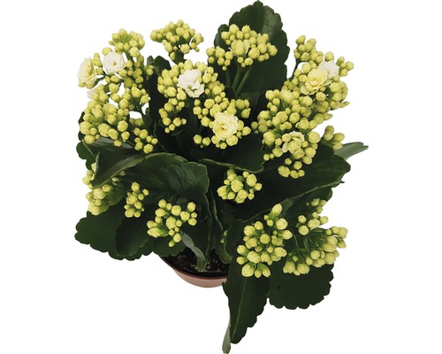 Kalanchoe plant met witte bloemen in pot