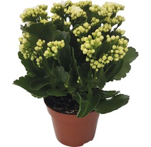 FLORASELF Kalanchoe Blossfeldiana 'Calandiva' potmaat Ø 12 cm H 20-25 cm
