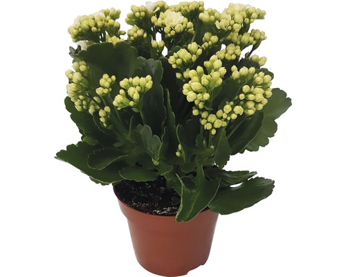 FLORASELF Kalanchoe Blossfeldiana 'Calandiva' potmaat Ø 12 cm H 20-25 cm