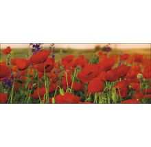Veld met rode klaprozen