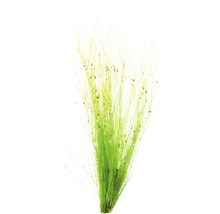 Decoratieve grassen voor binnen
