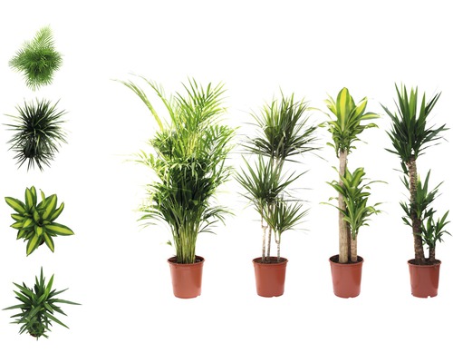 Groenmix FloraSelf Cactus H 120-140 cm Ø 24 cm pot gesorteerd Groenmix FloraSelf Cactus H 120-140 cm Ø 24 cm pot gesorteerd
