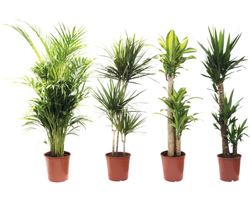 Diverse kamerplanten in potten