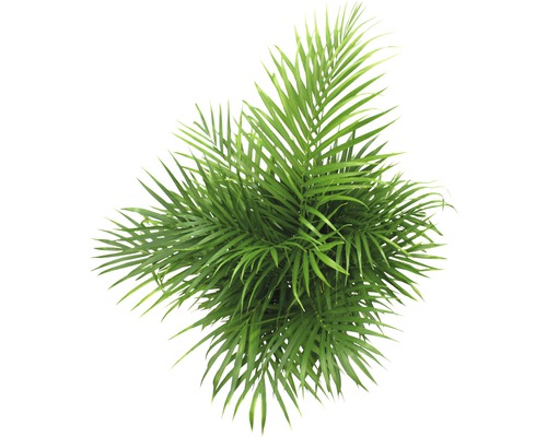 Kamerplant met geveerde bladeren