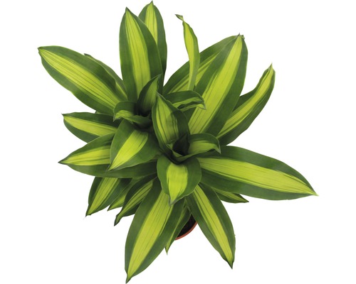 Drakenboom kamerplant met gestreepte bladeren van bovenaf