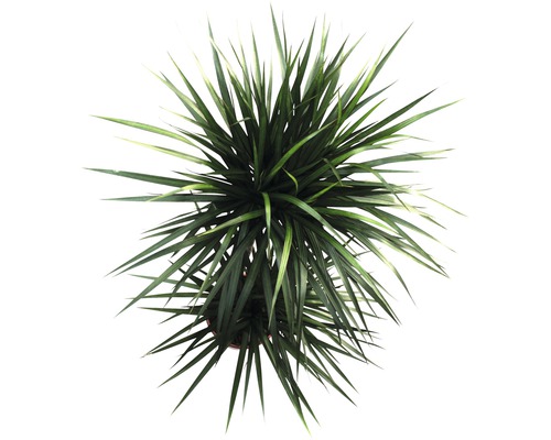 Bovenaanzicht van een kamerplant met lange, puntige bladeren