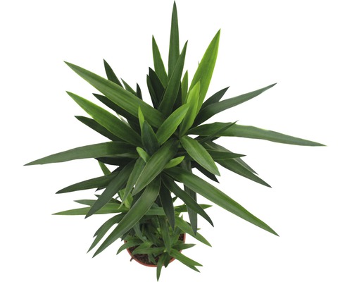 Bovenaanzicht van een kamerplant met lange, puntige bladeren in een pot