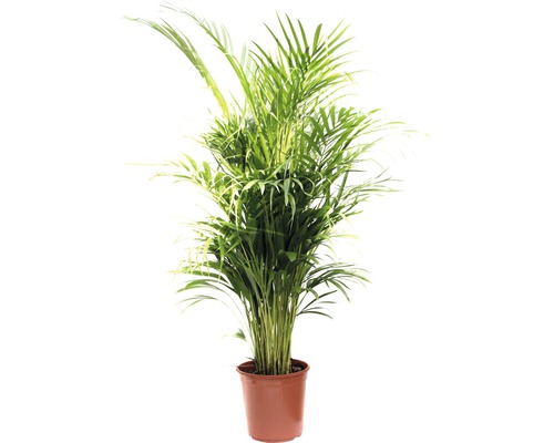 Kamerpalm in een pot