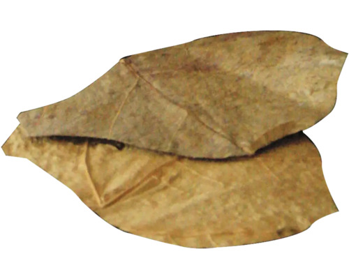 Twee Catappabladeren