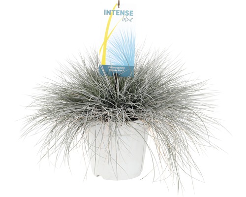 Blauwgras ''Intense Blue'' in pot