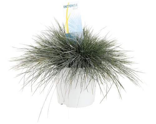 FLORASELF Blauw schapengras Festuca glauca ‘Intense Blue‘ potmaat Ø 23 cm H 15 - 30 cm