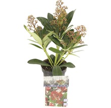 Skimmia japonica plant in pot met bladeren en bloemhoofden