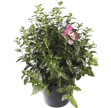 Viburnum in pot, een groenblijvende plant voor de tuin