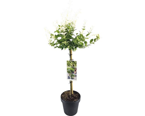 Gepanacheerde ligusterboom in pot