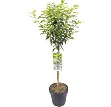 FLORASELF® Laurierkers op stam Prunus lusitanica angustifolia-thumb-1