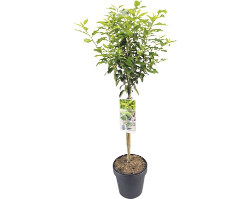 Groene sierboom in pot