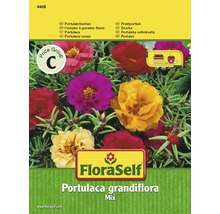 FLORASELF® Portulaca Portulaca grandiflora bloemenzaden-thumb-0