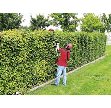 Man snoeit heg met een heggenschaar.