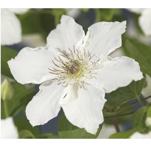 Close-up van een witte clematis in de tuin