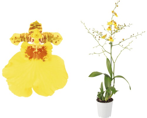 FLORASELF Tijgerorchidee Oncidium Munsterland potmaat Ø 12,0 cm H 30-40 cm Gele dansorchidee in pot, close-up van een bloem