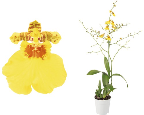 FLORASELF Tijgerorchidee Oncidium Munsterland potmaat Ø 12,0 cm H 30-40 cm