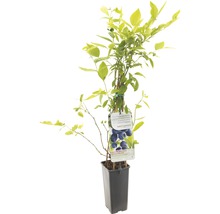 Blauwe bessenstruik in pot