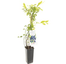 Blauwe bessenplant in pot met plantenetiket